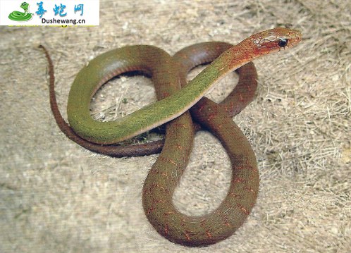 喜山颈槽蛇