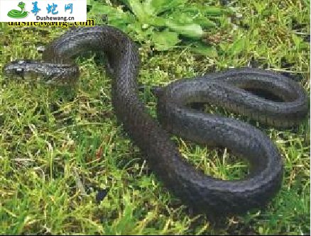 缅甸颈槽蛇