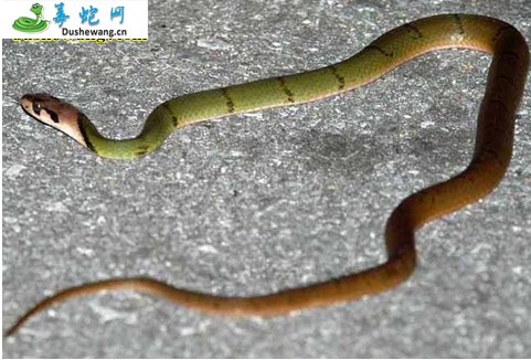 黑纹颈槽蛇(微毒蛇)详细资料、图片及品种介绍