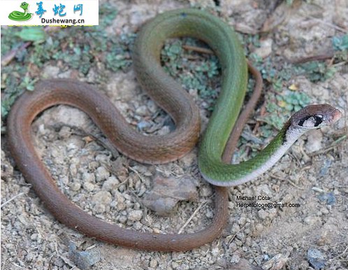 黑纹颈槽蛇