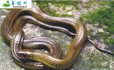 九龙颈槽蛇(无毒蛇)详细资料、图片及品种介绍