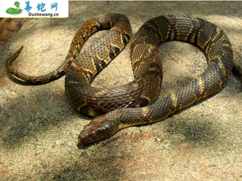 环纹华游蛇(无毒蛇)详细资料、图片及品种介绍