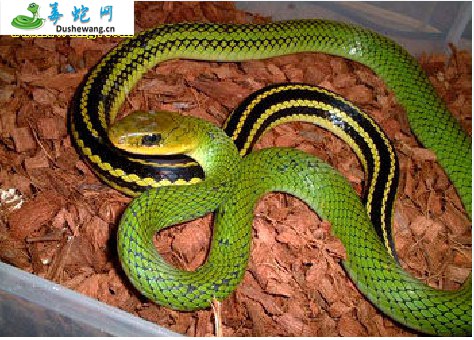 黑线乌梢蛇(无毒蛇)详细资料、图片及品种介绍