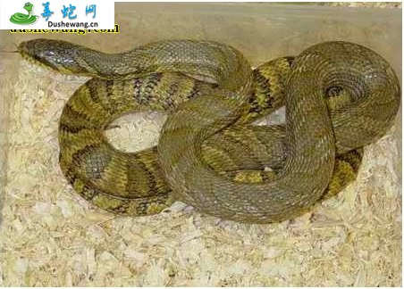 赤峰锦蛇(无毒蛇)详细资料、图片及品种介绍
