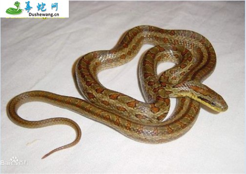 双斑锦蛇(无毒蛇)详细资料、图片及品种介绍