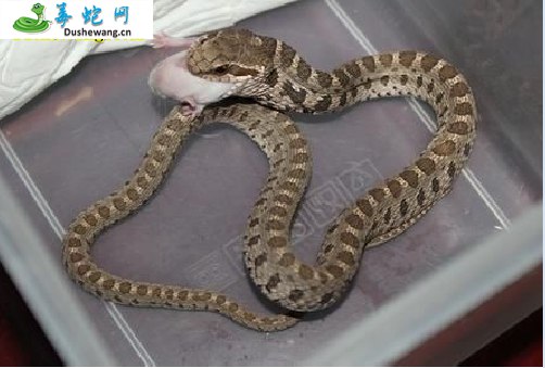 团花锦蛇(无毒蛇)详细资料、图片及品种介绍