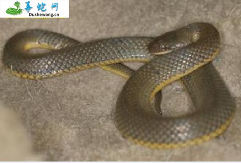 铅色水蛇(无毒蛇)详细资料、图片及品种介绍