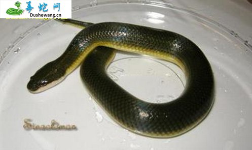铅色水蛇
