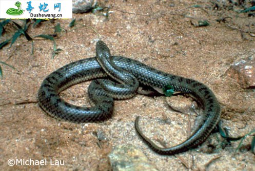 黑斑水蛇(微毒蛇)详细资料、图片及品种介绍