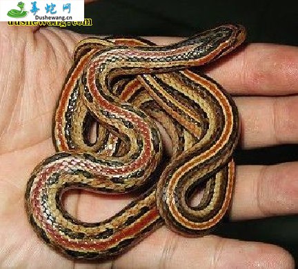 红纹滞卵蛇(无毒蛇)详细资料、图片及品种介绍