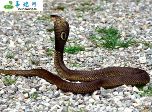 孟加拉眼镜蛇(有毒蛇)详细资料、图片及品种介绍