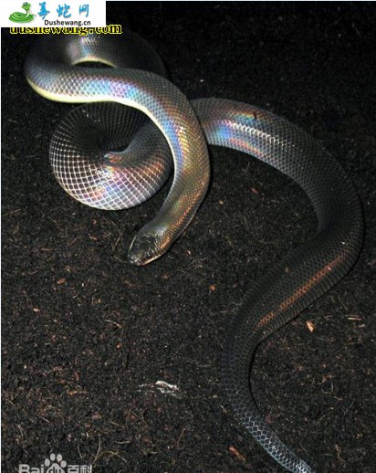闪鳞蛇(无毒蛇)详细资料、图片及品种介绍