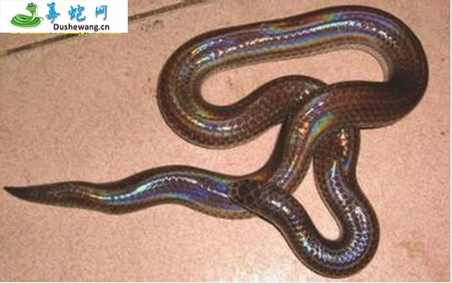 海南闪鳞蛇(无毒蛇)详细资料、图片及品种介绍