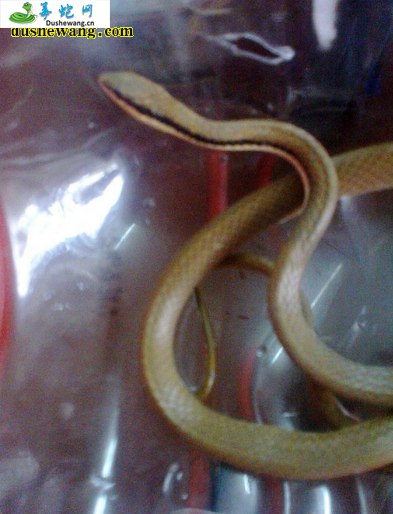 滑鳞蛇(无毒蛇)详细资料、图片及品种介绍