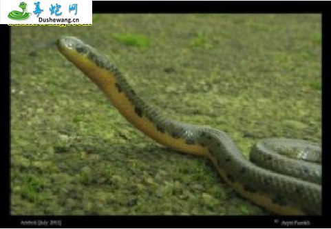 黄腹杆蛇(无毒蛇)详细资料、图片及品种介绍