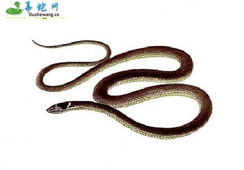 黑领剑蛇(无毒蛇)详细资料、图片及品种介绍