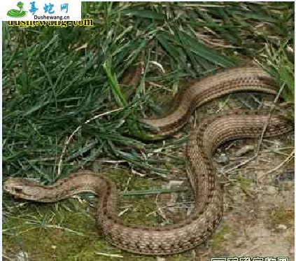 四川温泉蛇(无毒蛇)详细资料、图片及品种介绍