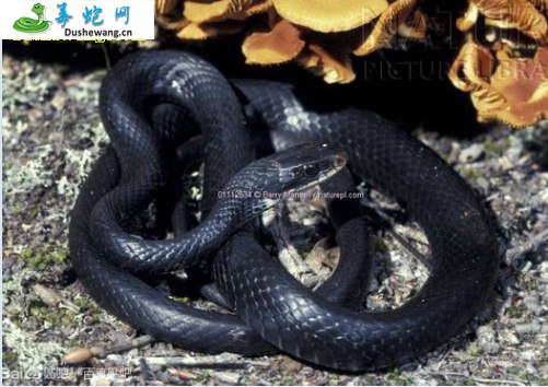 四川温泉蛇