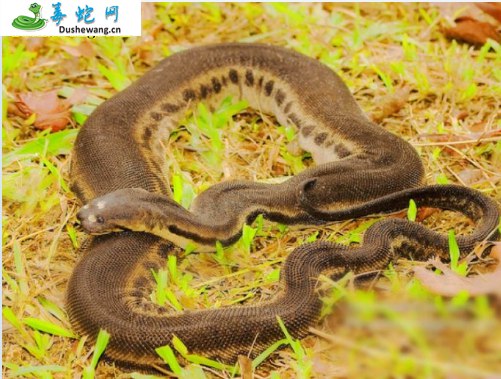 爪哇瘰鳞蛇