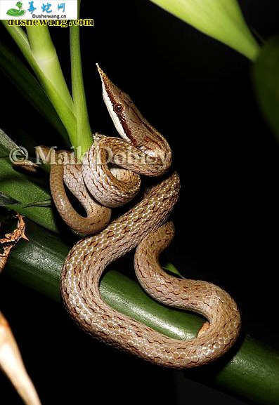 尖喙蛇(无毒蛇)详细资料、图片及品种介绍