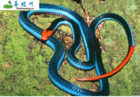 蓝长腺珊瑚蛇(有毒蛇)详细资料、图片及品种介绍