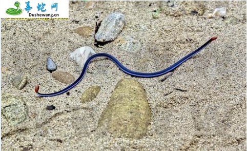 蓝长腺珊瑚蛇