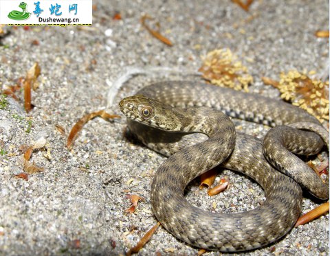 棋斑水游蛇(无毒蛇)详细资料、图片及品种介绍
