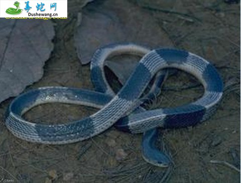 乌环蛇(有毒蛇)详细资料、图片及品种介绍