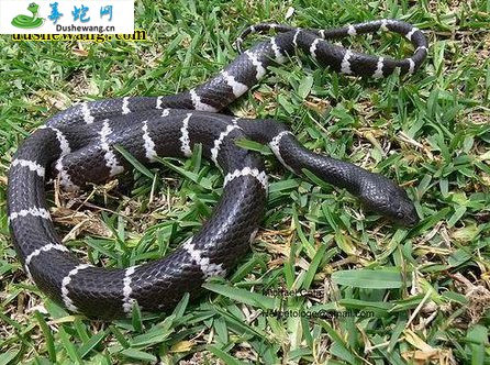 黑环蛇(有毒蛇)详细资料、图片及品种介绍