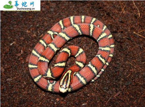 方花丽斑蛇(无毒蛇)详细资料、图片及品种介绍