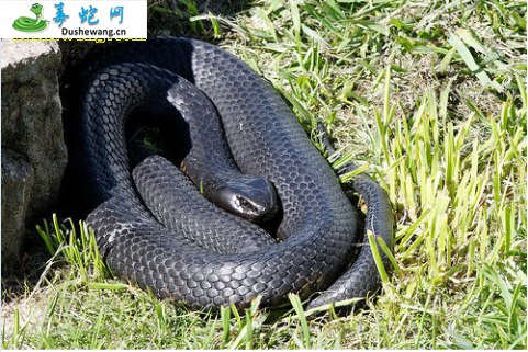 黑虎蛇(有毒蛇)详细资料、图片及品种介绍