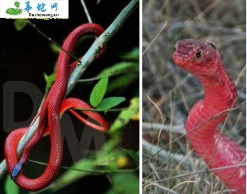红鞭蛇(无毒蛇)详细资料、图片及品种介绍