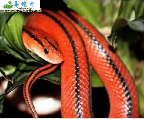 红鞭蛇