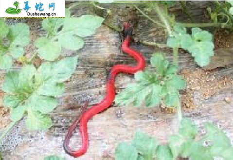 红鞭蛇