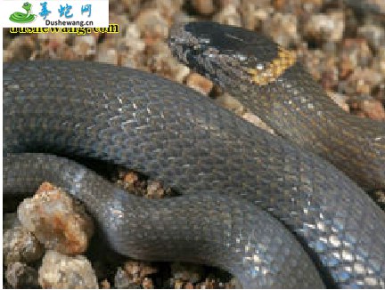 侏儒皇冠蛇属(有毒蛇)详细资料、图片及品种介绍