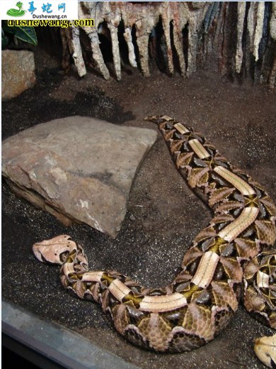 加蓬咝蝰(有毒蛇)详细资料、图片及品种介绍