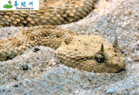 沙漠角蝰蛇(有毒蛇)详细资料、图片及品种介绍