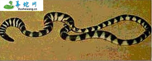 贝氏海蛇(有毒蛇)详细资料、图片及品种介绍
