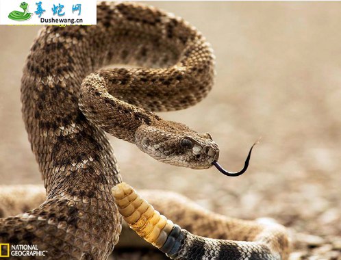 响尾蛇(有毒蛇)详细资料、图片及品种介绍