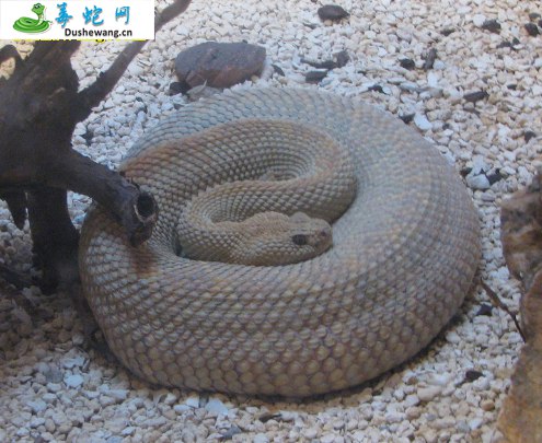 阿鲁巴岛响尾蛇(有毒蛇)详细资料、图片及品种介绍