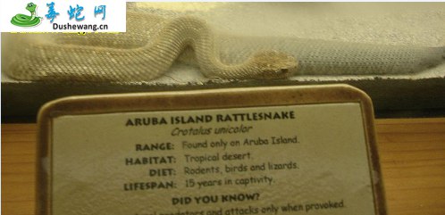 阿鲁巴岛响尾蛇图片