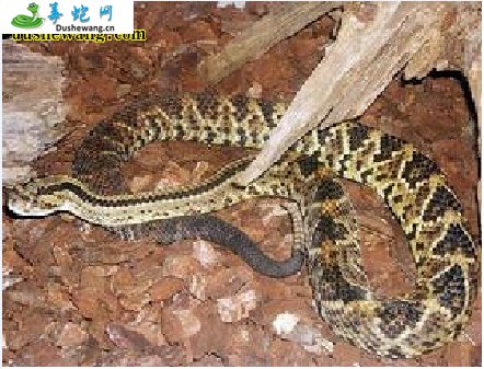 南美响尾蛇(有毒蛇)详细资料、图片及品种介绍