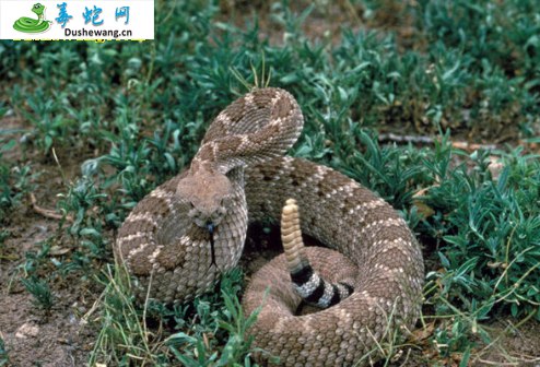 西部菱斑响尾蛇(有毒蛇)详细资料、图片及品种介绍