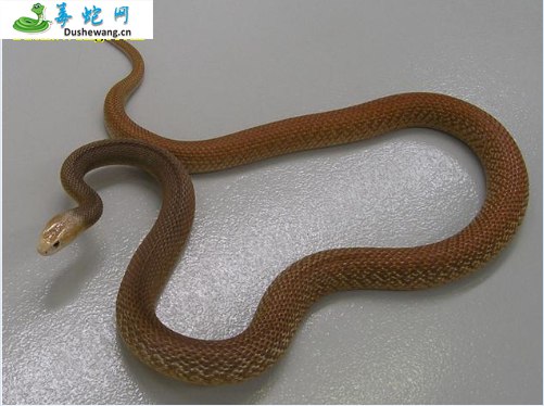 内陆太攀蛇(有毒蛇)详细资料、图片及品种介绍