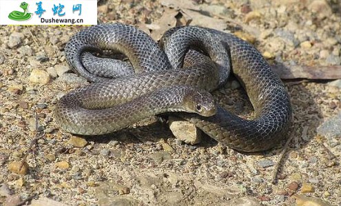 东部棕蛇(有毒蛇)详细资料、图片及品种介绍