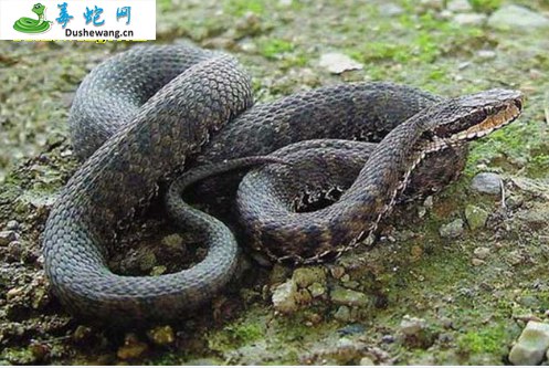 土球子蛇(有毒蛇)详细资料、图片及品种介绍