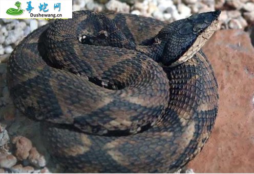 七步蛇(有毒蛇)详细资料、图片及品种介绍