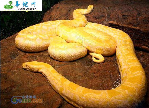 黄金条蛇(无毒蛇)详细资料、图片及品种介绍