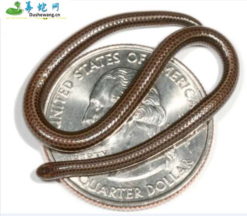 婆罗门盲蛇(无毒蛇)详细资料、图片及品种介绍