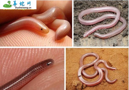 马达加斯加盲蛇(无毒蛇)详细资料、图片及品种介绍